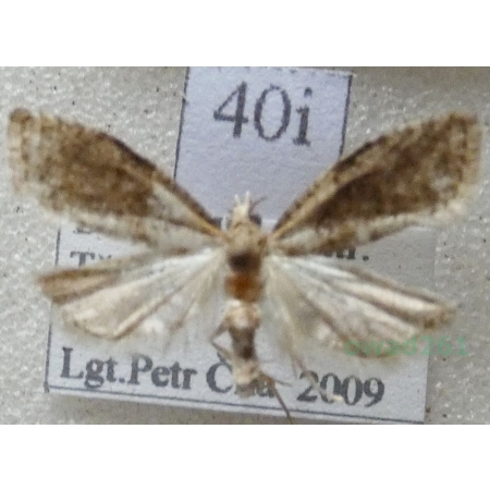 Capua vulgana (Frölich, 1828) Czech40i